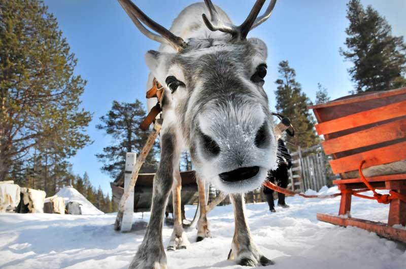 Close-up of a reindeer harnessed to a sleigh in a snowy forest
