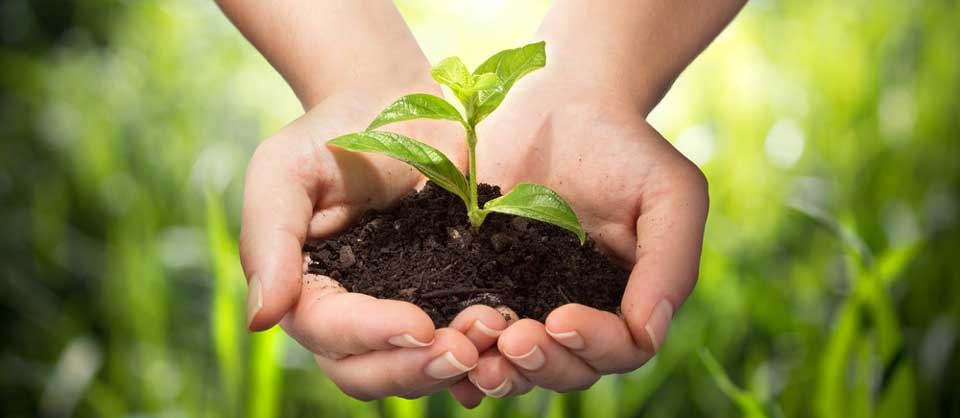 soil with plant in hands