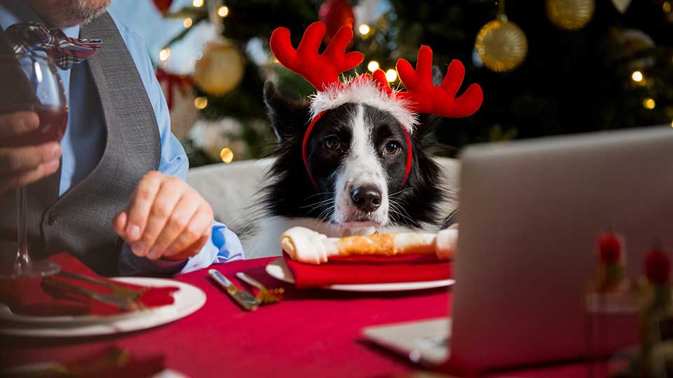 dog with Christmas outfit